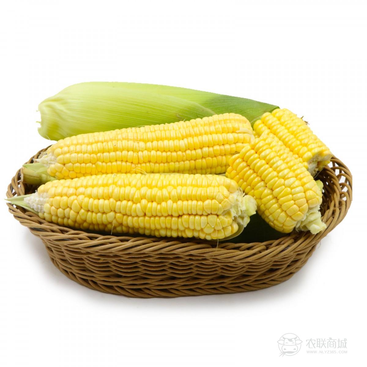 云南水果玉米甜玉米8斤装 即食生吃 现摘现发 新鲜玉米棒包谷特产