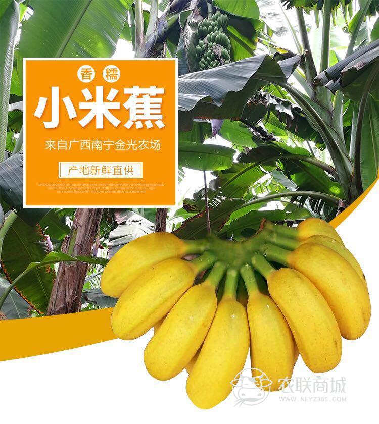小米蕉8斤装 皇帝蕉